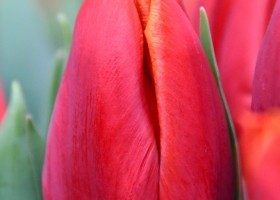 Tulipa Orange Fire (3)